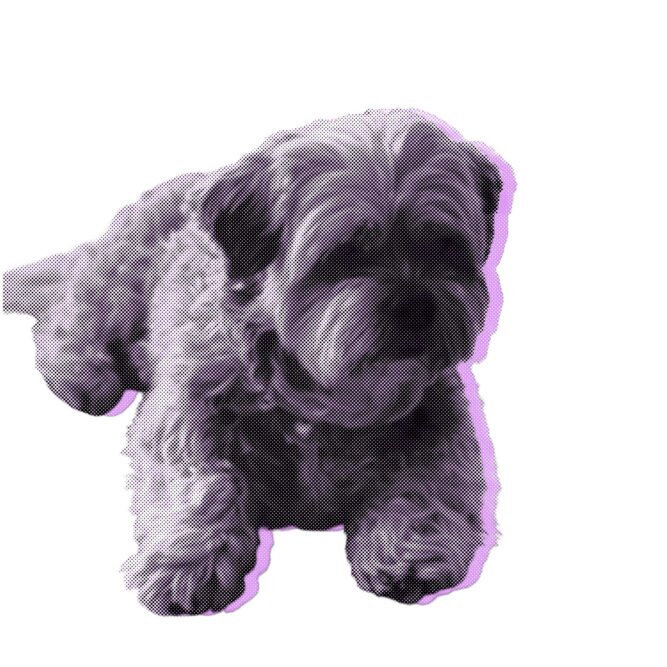 Napoleon | Individuele foto | Paars kopie